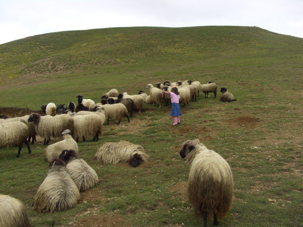 Views From Turkey Karayaka Sheep